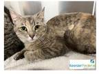 Adopt Jasmine a Brown Tabby Domestic Shorthair / Mixed Breed (Medium) / Mixed