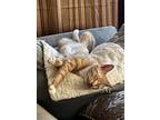 Adopt Florian a Orange or Red Tabby Domestic Shorthair / Mixed (short coat) cat