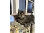 Adopt Moxie a Brown Tabby Domestic Shorthair (short coat) cat in Birmingham