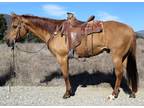 15 Year Old 15.3 Hand Red Dunn Gelding