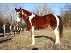 Super Flashy Morgan Paint Gelding, Very Fancy, Lots of Action, Rides and Drives