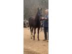 Well Bred Black Yearling Filly