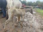 Super rare classic cream champagne roan filly 1/1 in registry