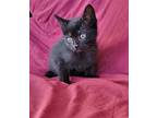 Cucumber Domestic Shorthair Kitten Male