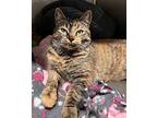 Pumpkin Spice Domestic Shorthair Young Female