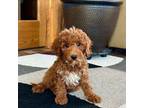 Cavapoo Puppy for sale in Nappanee, IN, USA