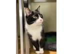 Harlow Domestic Shorthair Adult Male