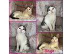 Sage Domestic Shorthair Kitten Female