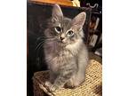 Finn Domestic Mediumhair Kitten Male