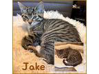 Jake Domestic Shorthair Kitten Male