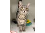 Mindy Domestic Shorthair Young Female