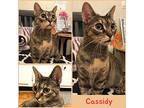Cassidy Domestic Shorthair Young Female