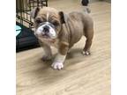 Bulldog Puppy for sale in Pensacola, FL, USA