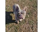 French Bulldog Puppy for sale in Chatham, VA, USA