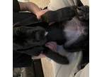 Great Dane Puppy for sale in Colorado Springs, CO, USA