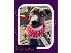 Adopt Natasha a Catahoula Leopard Dog, Husky