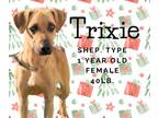Adopt Trixie a Shepherd
