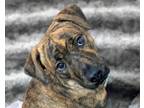 Adopt Tilly a Mountain Cur