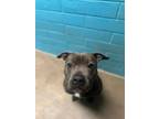 Adopt Chacha a Pit Bull Terrier