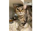 Adopt R260854/ Ms.Honey a Domestic Short Hair