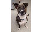 Adopt VIRGINA a Staffordshire Bull Terrier, Mixed Breed