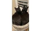 Adopt Tempest and her daughter Ashley (js) a Domestic Short Hair