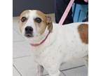 Adopt Sassy a Jack Russell Terrier