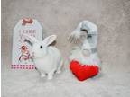 Adopt Dreamsicle a Bunny Rabbit