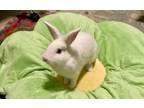 Adopt Sprite (Bonded to Merry) a Bunny Rabbit, Lionhead