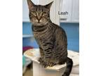 Adopt Leah - Center a Tabby