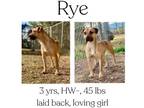Adopt Rye a Mixed Breed
