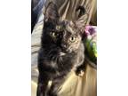 Adopt Birdie a Domestic Short Hair