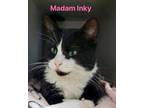 Adopt Madame Inky a Domestic Short Hair