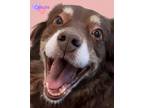 Adopt Celeste a Australian Shepherd, Mixed Breed