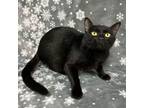 Adopt Kyrie a Domestic Short Hair