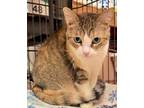 Adopt Elise a Domestic Short Hair