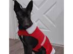 Adopt Holly a Australian Kelpie, Terrier