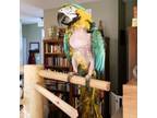 Adopt Omari a Macaw