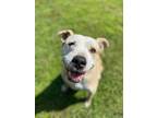 Adopt Cheeto a American Pit Bull Terrier / Mixed dog in Louisville