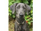 Adopt Scout a Blue Lacy, Labrador Retriever