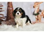 Cavalier King Charles Spaniel Puppy for sale in Fort Wayne, IN, USA