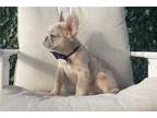 French Bulldog Puppy for sale in West Palm Beach, FL, USA