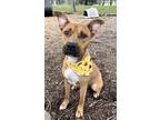 Adopt Ratchet a Brown/Chocolate Terrier (Unknown Type, Small) / Mixed dog in