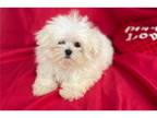 Maltipom Puppy for sale in Fort Lauderdale, FL, USA