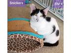 Adopt Snickers a White (Mostly) Domestic Shorthair (medium coat) cat in Newark