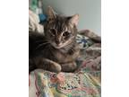 Adopt Scout a Gray or Blue Domestic Mediumhair / Mixed (medium coat) cat in
