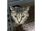 Adopt Abby a Gray, Blue or Silver Tabby Domestic Mediumhair (medium coat) cat in