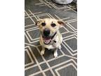 Adopt Nala a Tan/Yellow/Fawn Cattle Dog / Mixed dog in Gilbert, AZ (37846807)