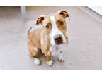 Adopt QUEENY a Pit Bull Terrier