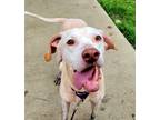 Adopt Molly a Tan/Yellow/Fawn Labrador Retriever / Mixed dog in Dallas